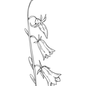 blue-flower_1