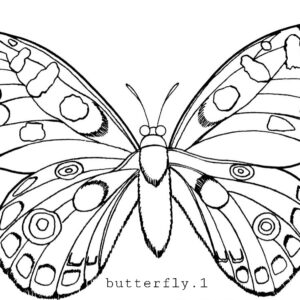 butterfly_1