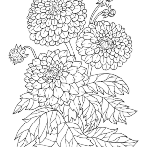 dalia_flower_6