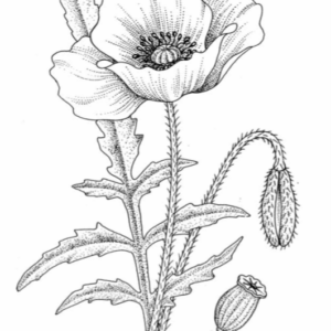 pop_flower_5