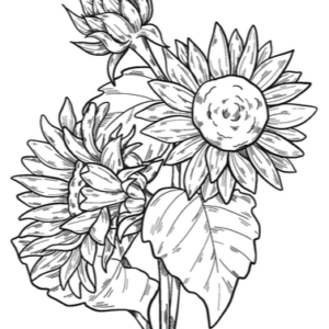 sunflower_3