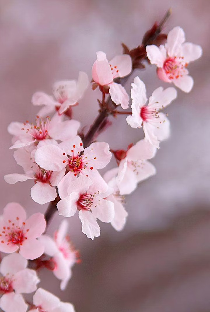 Cherry Blossoms